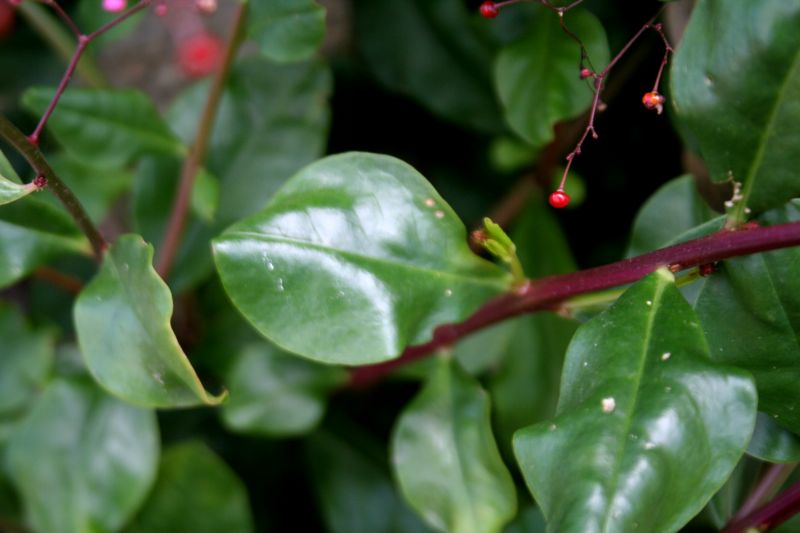 sfuggita da un giardino: Talinum paniculatum